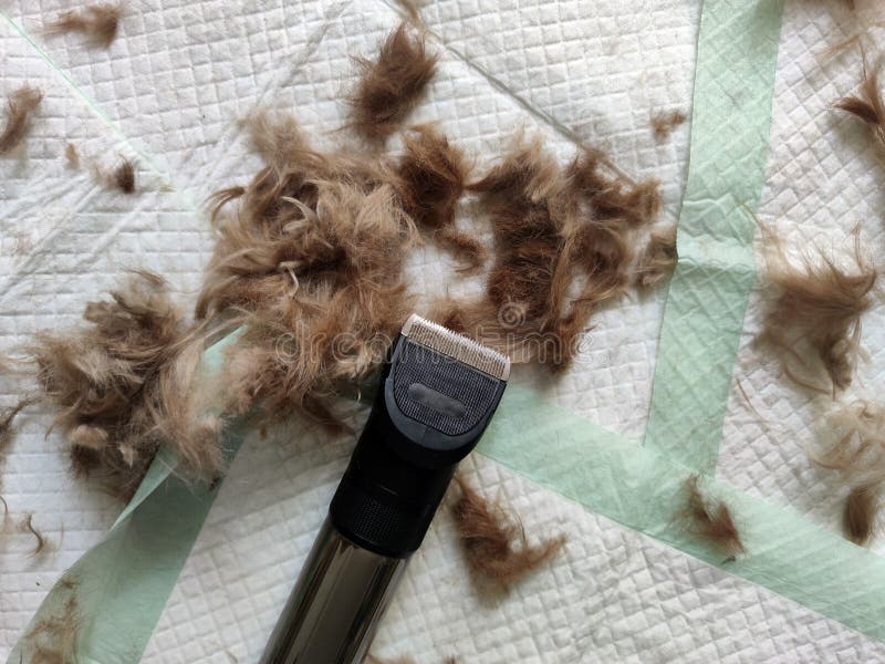 566 Dog Shearing Stock Photos Free & RoyaltyFree Stock Photos from