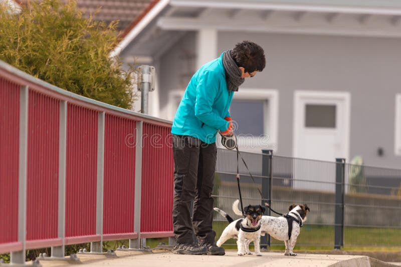 Dog handler walks with her little dogs on a road. Two obedient Jack Russell Terrier doggy royalty free stock photo Dog handler walks with her little dogs on a road. Two obedient Jack Russell Terrier doggy royalty free stock photo