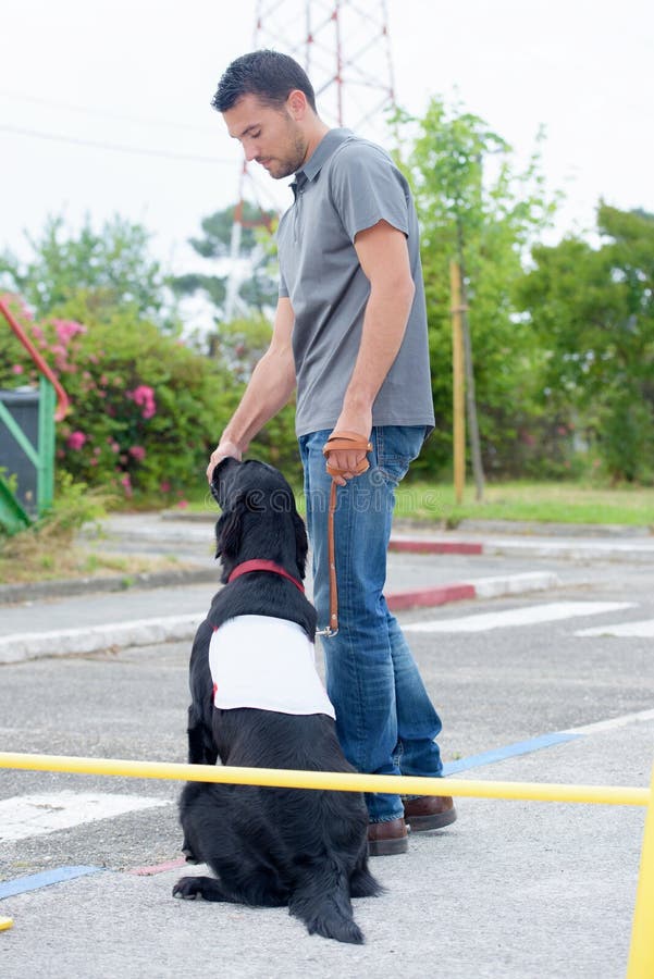 Dog handler at work stock photo. Image of treat, teamwork 120763068