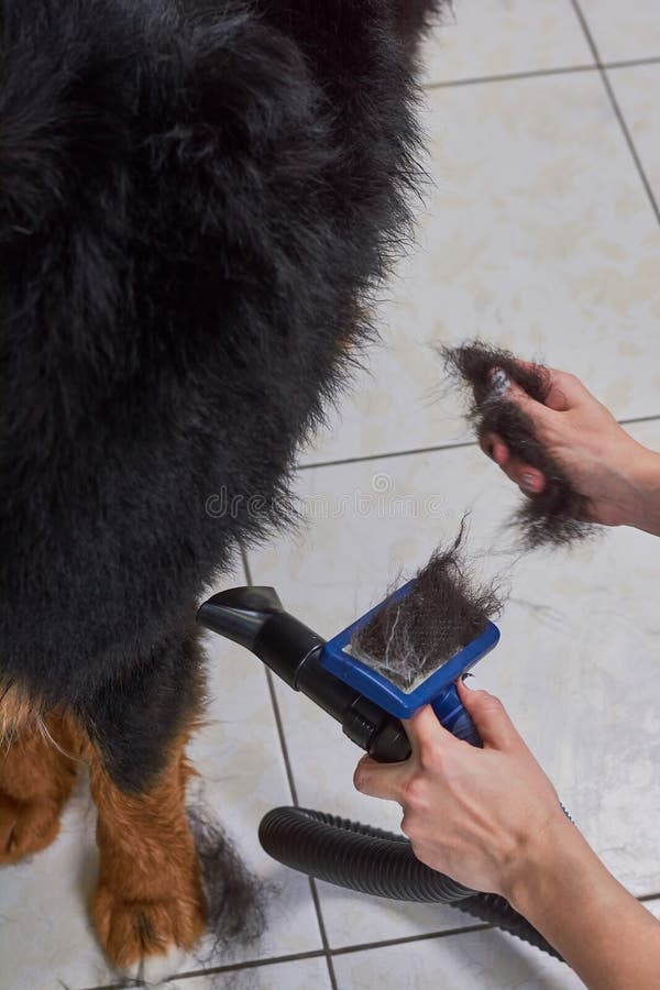 Dog, hands with slicker brush.