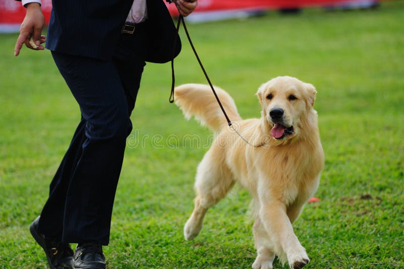 Dog hans förlagapd leka royaltyfri fotografi