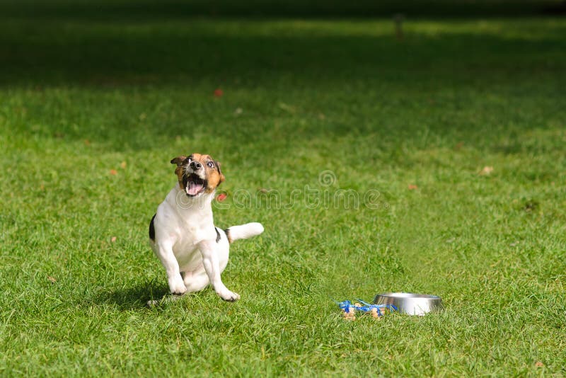 Dog in a Happy Jump on a Green Grass Stock Photo Image of dish, basin