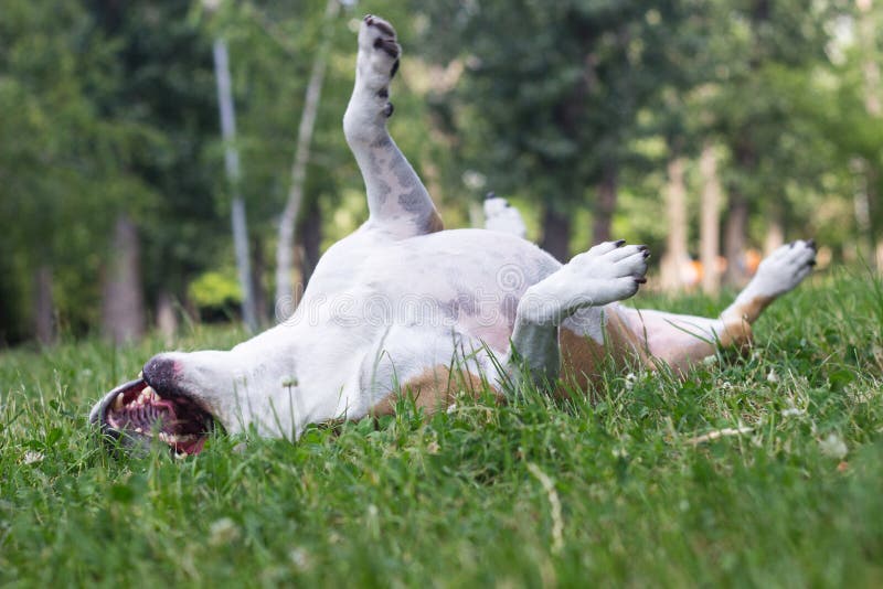 Dog Has an Allergy Problem.Happy Pet Dog on Grass Stock Photo Image