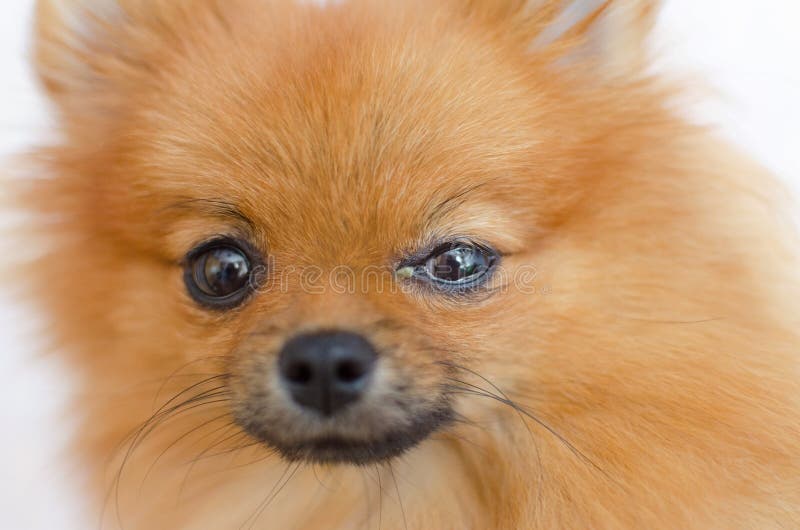 how do you know if your dog has eye problems