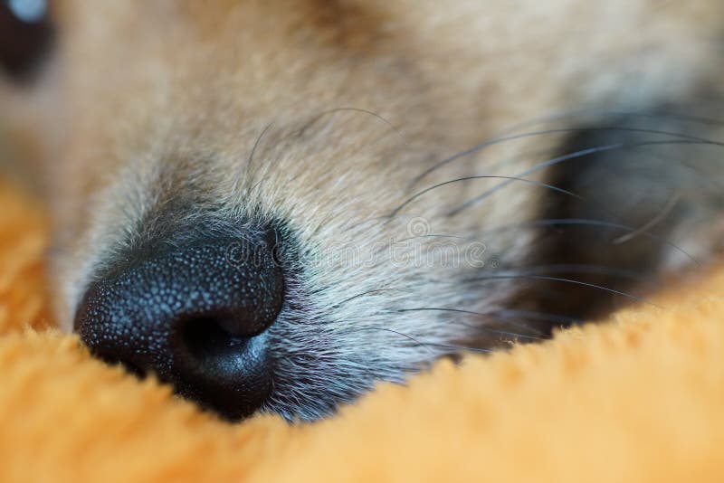 Dog Has a Rest and Falls Asleep, German Spitz Stock Image Image of