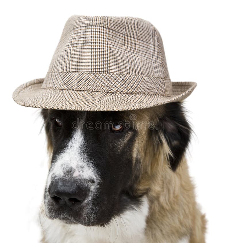 Boston Terrier in Hat and Glasses Stock Image Image of funny, breed