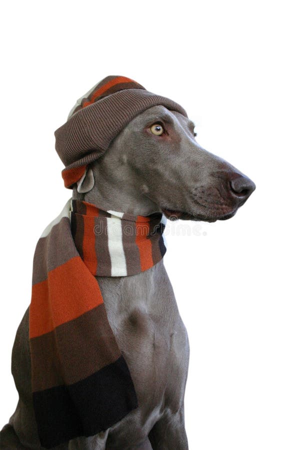 Dog with hat and scarf stock photo. Image of frostiness 2025400