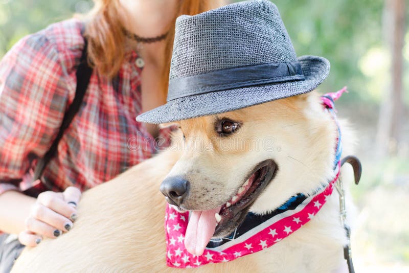 dog fedora