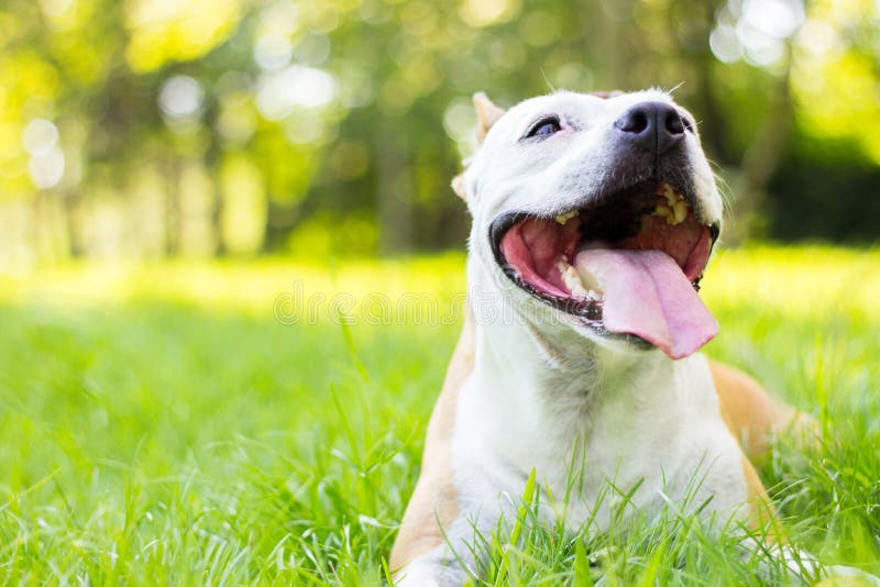 Dog having a big smile stock image. Image of open, looking - 121426189