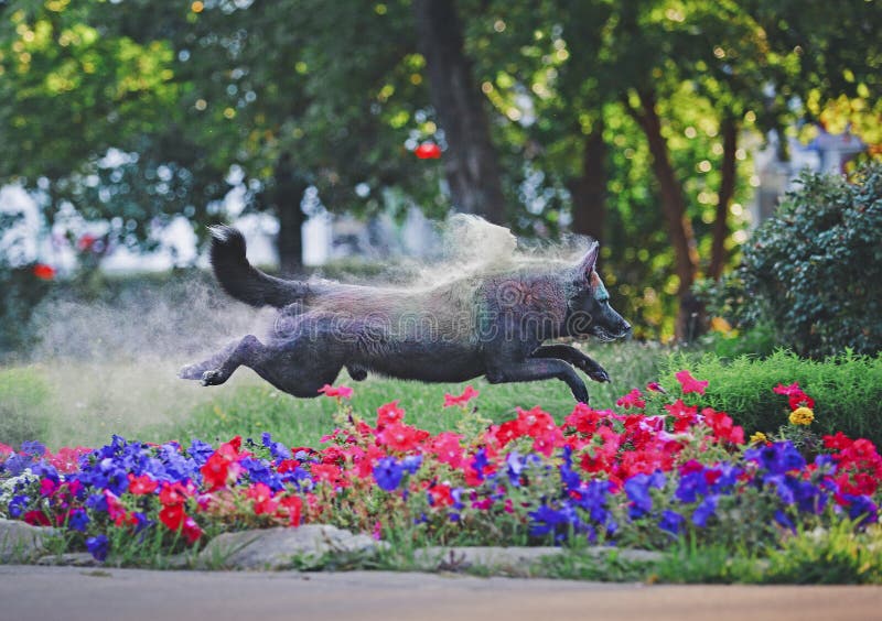 A dog having fun with paints of holi stock photo A dog having fun with paints of holi stock photo