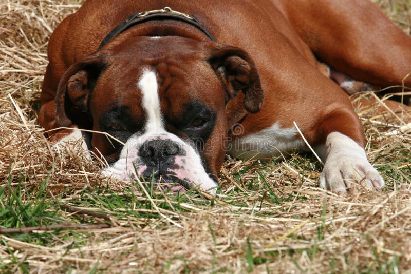 Dog on the hay stock photo. Image of purebred, boxer, breed 2269554