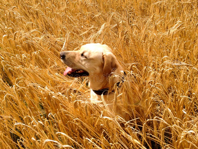 Dog Profile Sitting in the Hay Stock Photo Image of retriever