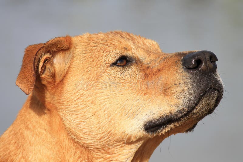 Dog Head stock photo. Image of fuana, ready, interest 22471612
