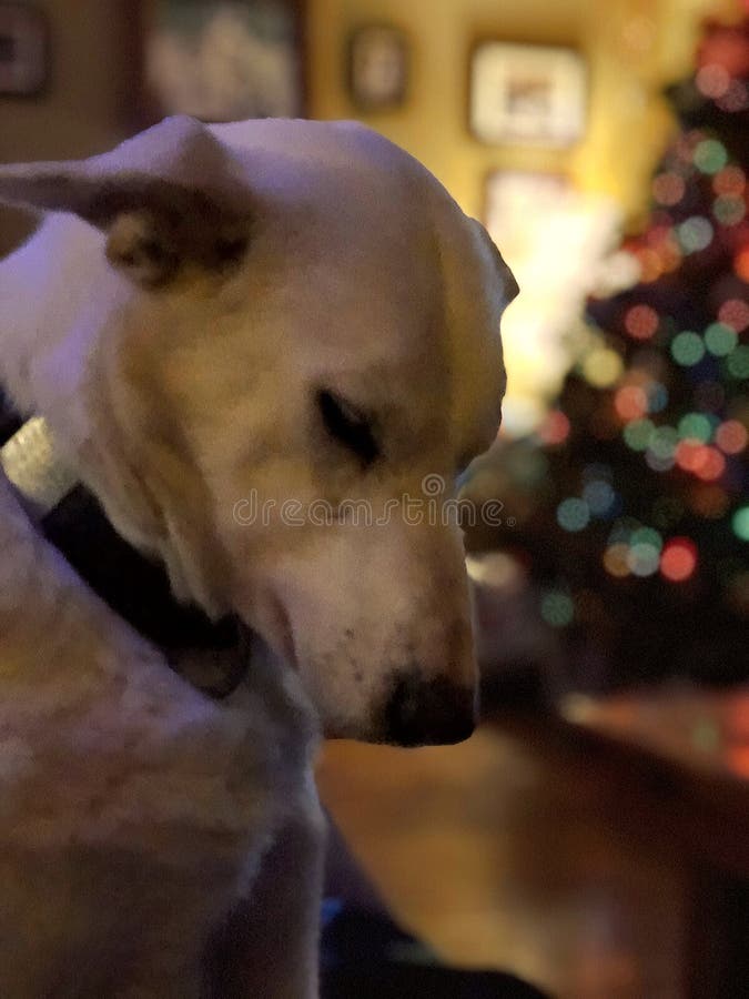 White Dog with Bowed Head at Christmas Time Stock Image Image of time