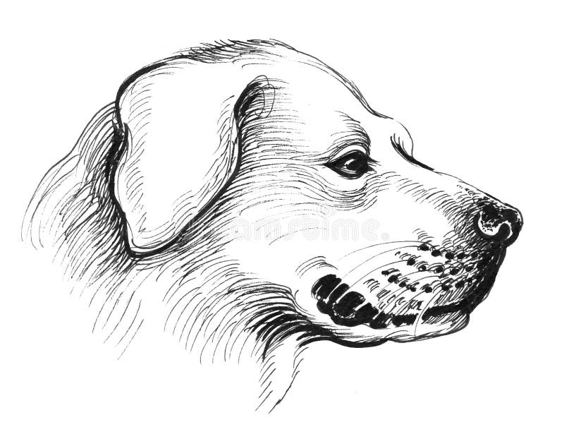 Dog head stock illustration. Illustration of white, head - 111754180