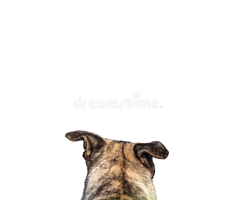 240,793 Dog Head Stock Photos - Free & Royalty-Free Stock Photos from  Dreamstime