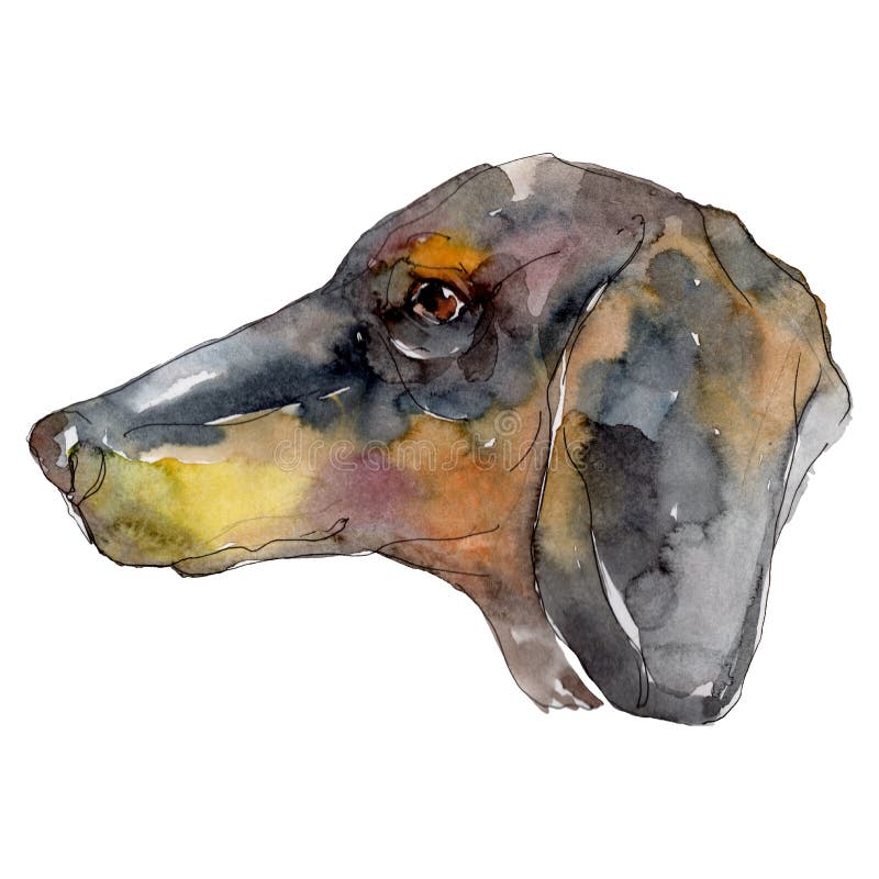 Dog Head Pet Animal Isolated. Watercolor Background Illustration Set ...