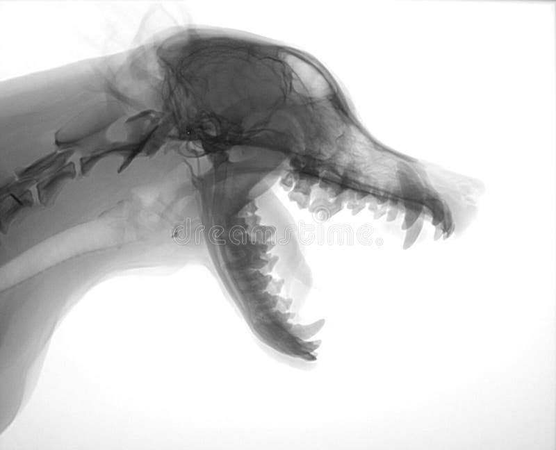 Dog Neck X Ray