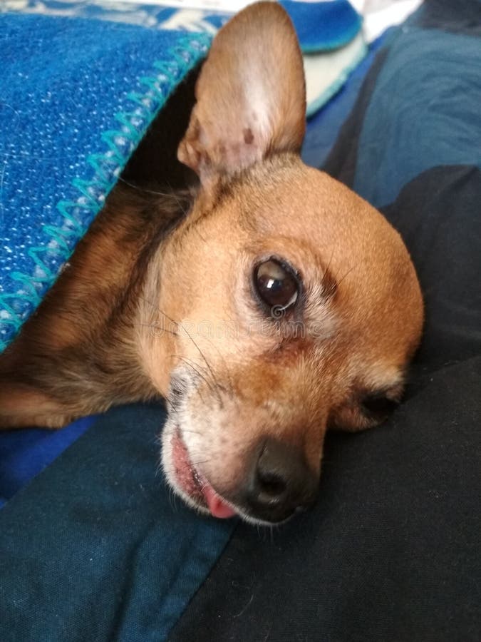 Dog head stock photo. Image of looking, sweet, head 106734680