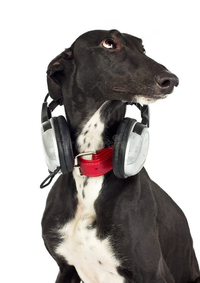 Dog with headphones stock image. Image of doggy, listening 22755339