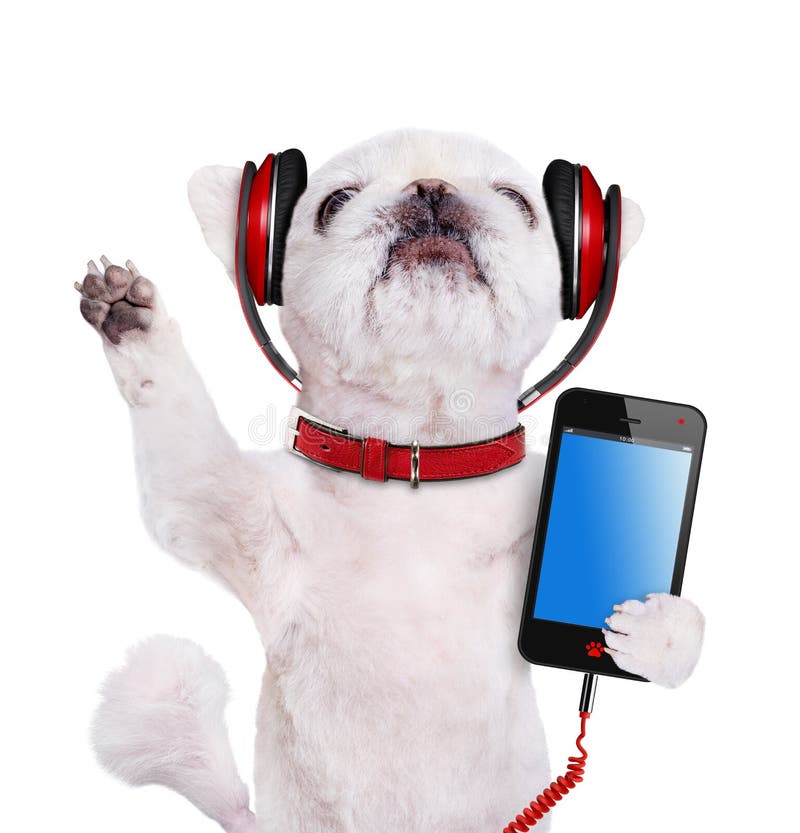 Dog headphones. stock image. Image of funny, mammal, adorable 77248661
