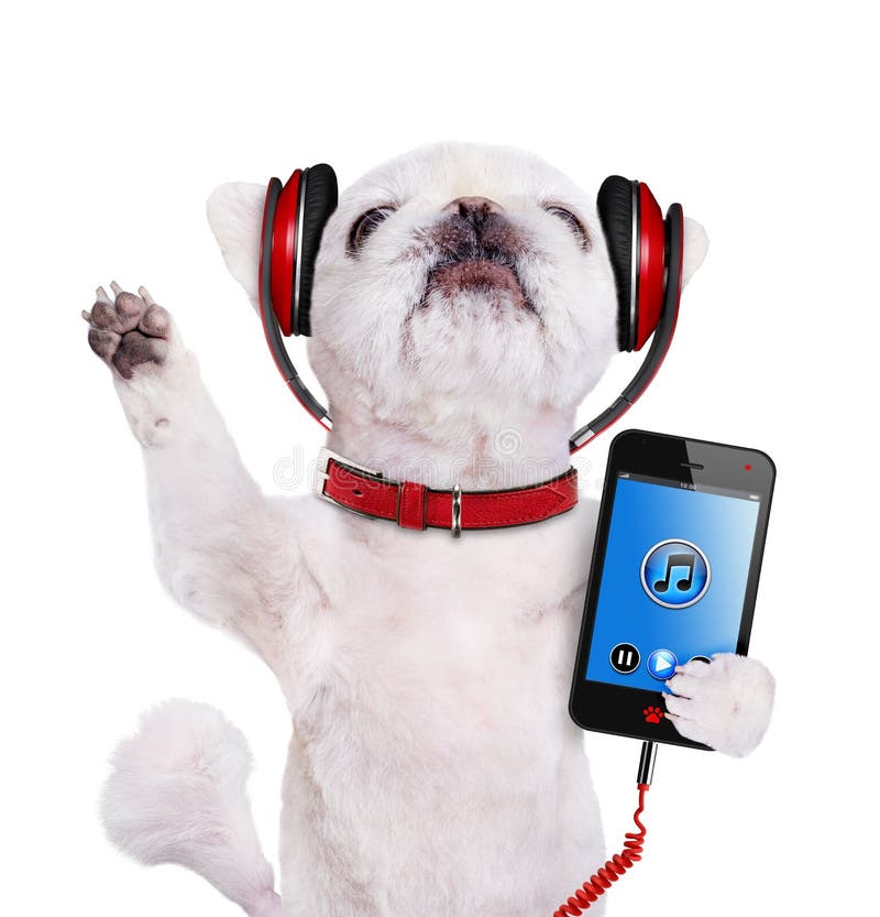 2,712 Dog Headphones Stock Photos Free & RoyaltyFree Stock Photos
