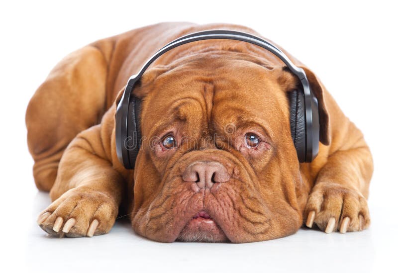 A dog in headphones is listening to the music stock photography A dog in headphones is listening to the music stock photography