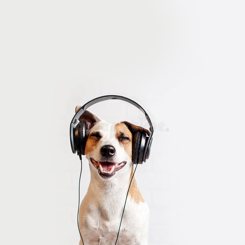 dog happy music