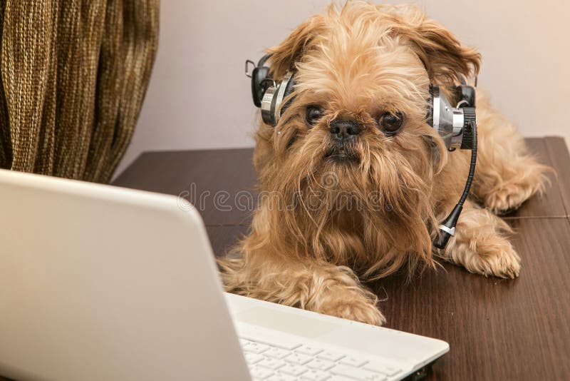 Dog in the headphones with microphone