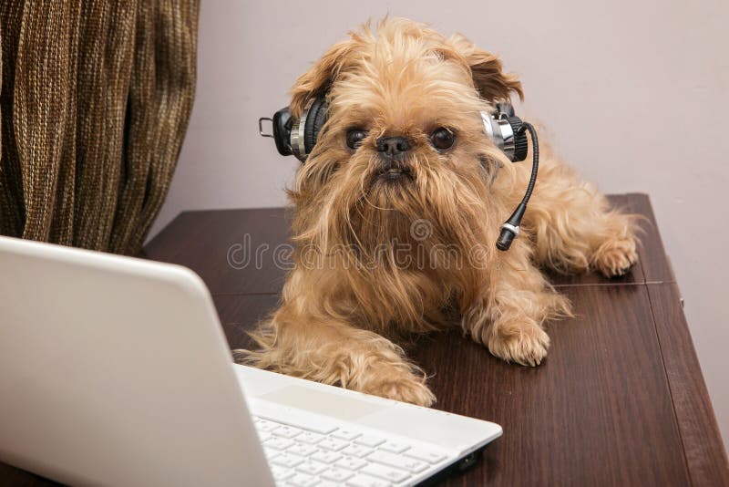 Dog in the headphones with microphone