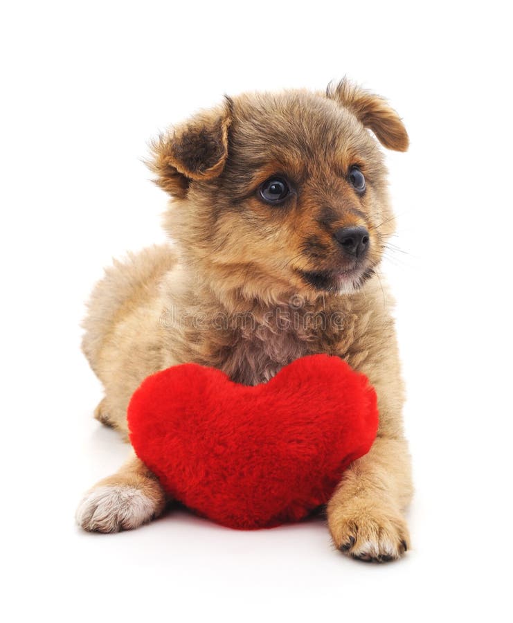Dog with heart. stock photo. Image of young, puppy, studio 108595598