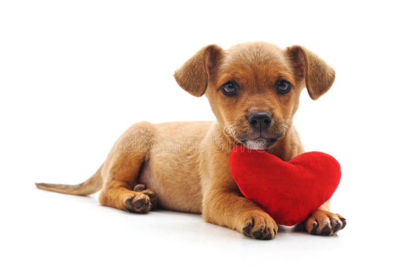 Dog with heart. stock image. Image of hause, pets, small 122671919
