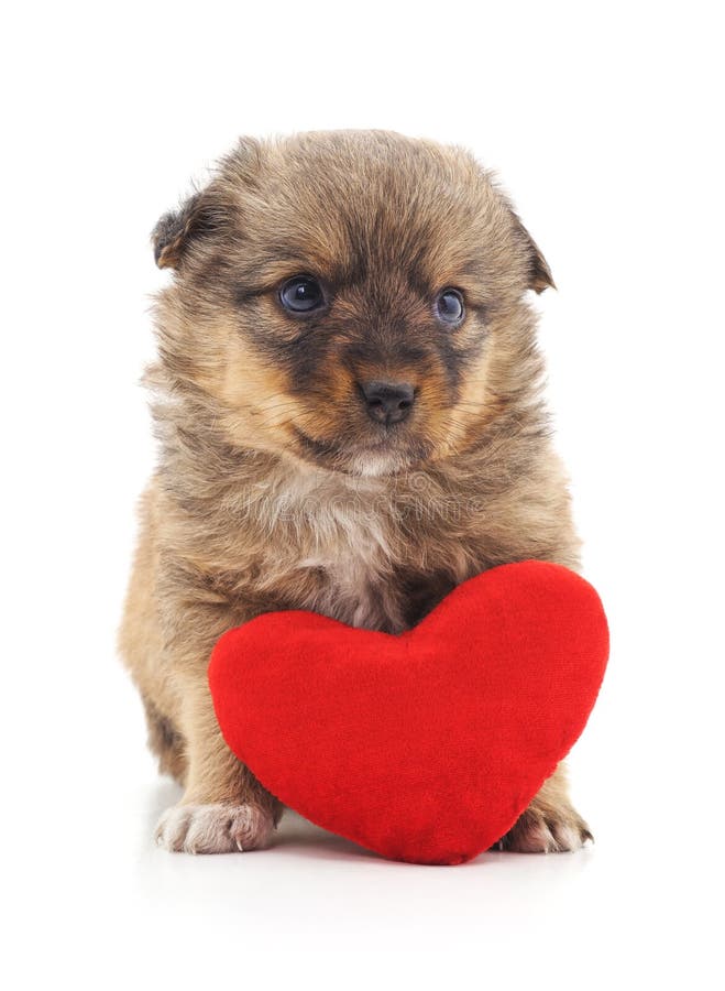 Dog with heart stock photo. Image of female, birthday 132774530