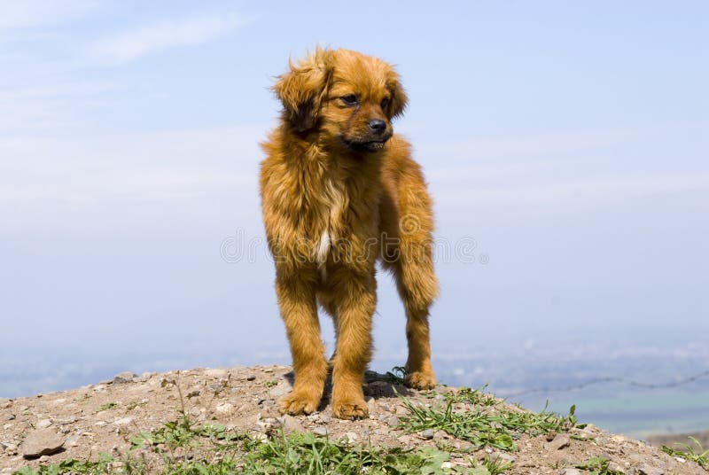 Dog on the hill