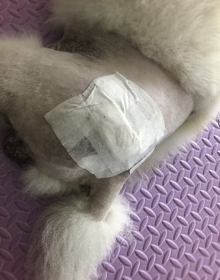 173 Hip Bandage Stock Photos Free & RoyaltyFree Stock Photos from