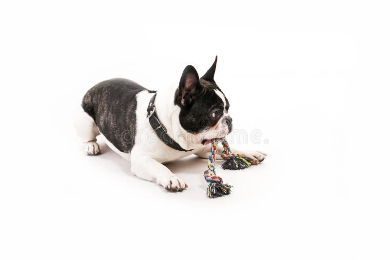 Dog with his toy stock image. Image of animal, funny 30339115