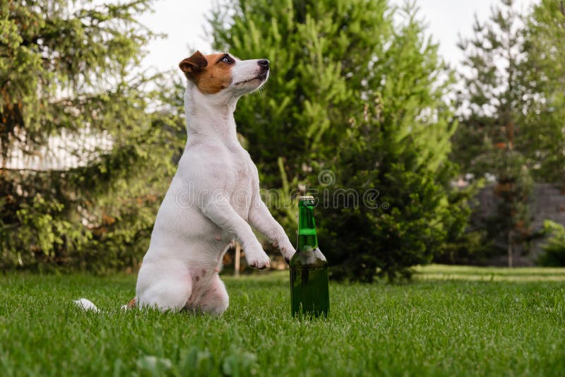 Dog Holding a Bottle of Beer Outdoors. Stock Photo Image of foam