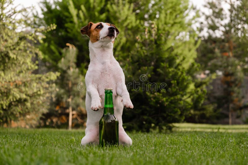 174 Dog Beer Garden Stock Photos Free & RoyaltyFree Stock Photos