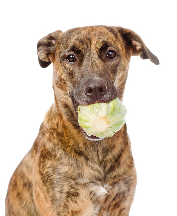 Dog Holding Cabbage. Isolated on White Background Stock Photo Image