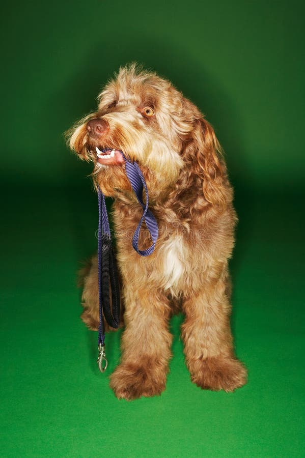 Dog is Holding the Leash in Its Mouth Stock Photo Image of friendship
