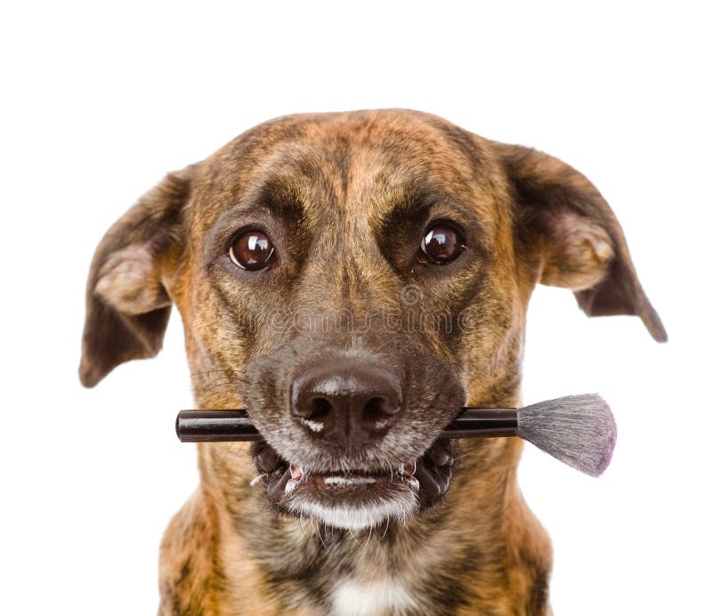 Dog Holding Makeup Brush in Its Mouth. on White Stock Photo Image of