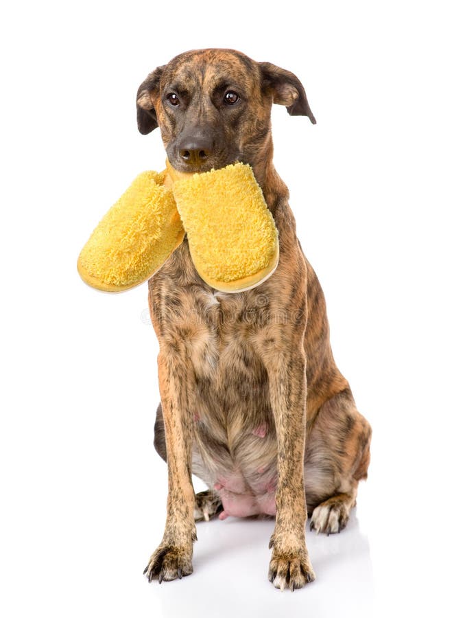 Dog Holding a Slippers in Mouth. on White Background Stock Photo