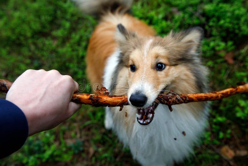Dog Holding a Stick in the Forest. Stock Photo Image of shetland