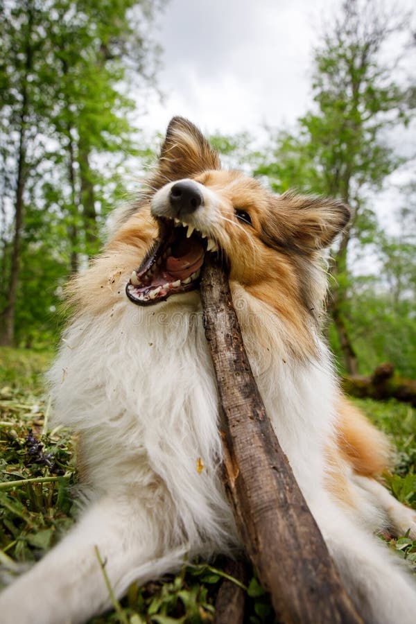 Dog Holding a Stick in the Forest. Stock Image Image of terrier