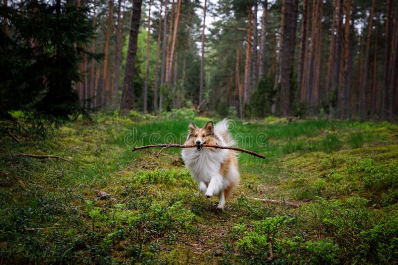 Dog Holding a Stick in the Forest. Stock Image Image of bring