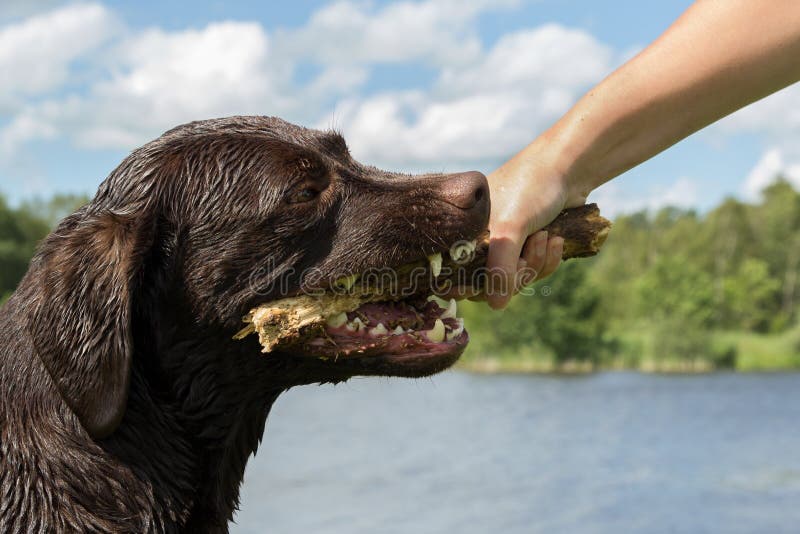 1,528 Dog Holding Stick Stock Photos Free & RoyaltyFree Stock Photos