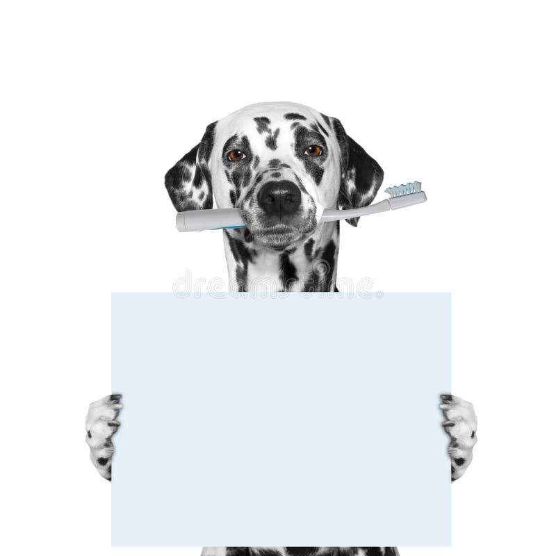 Dog holding a toothbrush and blank stock photography Dog holding a toothbrush and blank stock photography
