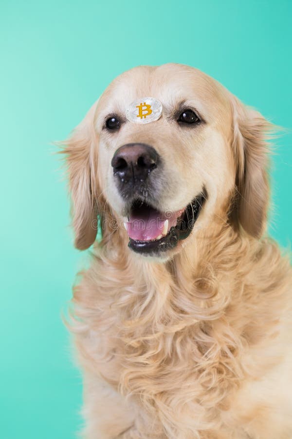 bitcoins images of puppies