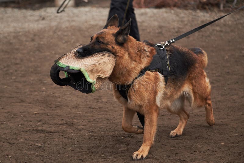 Dog holds large canine sleeve in its teeth. Protective training of German shepherd dog. Shepherd black and red color of working