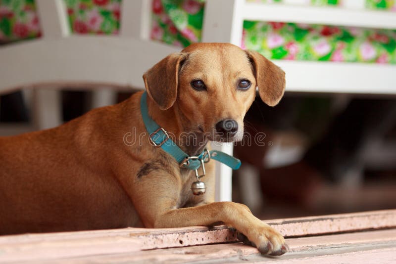 Dog at home stock image. Image of love, home, lovely - 60591675